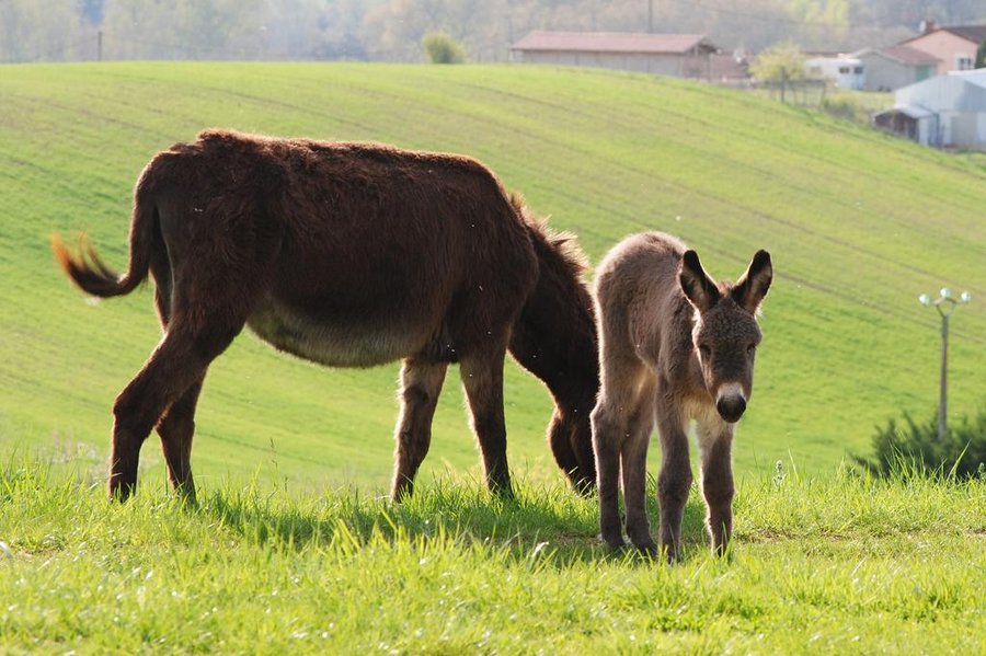 Domaine AbracadaRoom : Ânes du Cos - Image 2