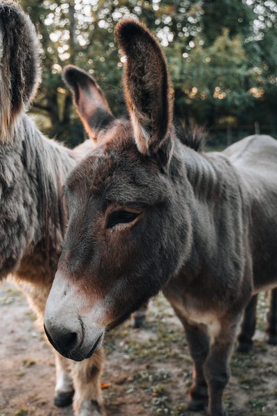 Hébergement AbracadaRoom : Castél de l'Arbre à Château de Memanat - Image 19