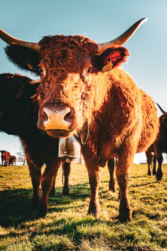 Homnest - Confins des Domes - Volvic & Vulcania à Charbonnières-Les-Vieilles (47)