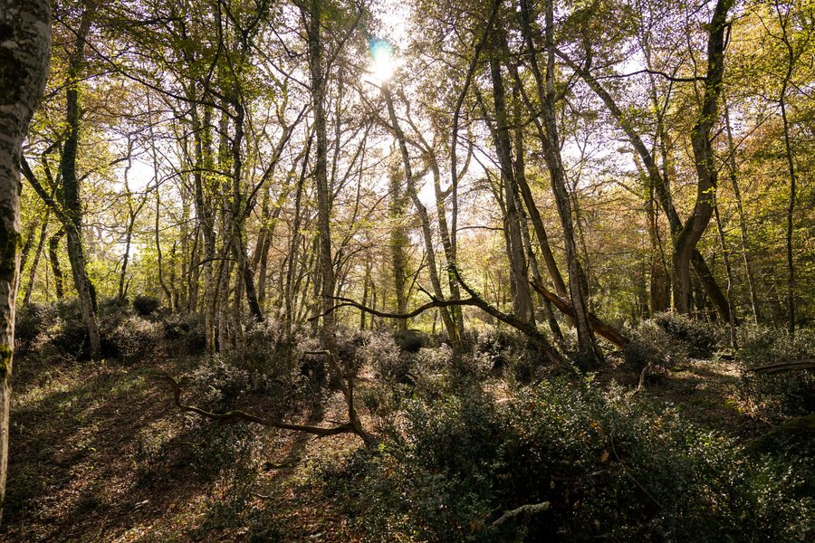 Hébergement AbracadaRoom : Tiny House Lumen & son bain bordelais - Image 27