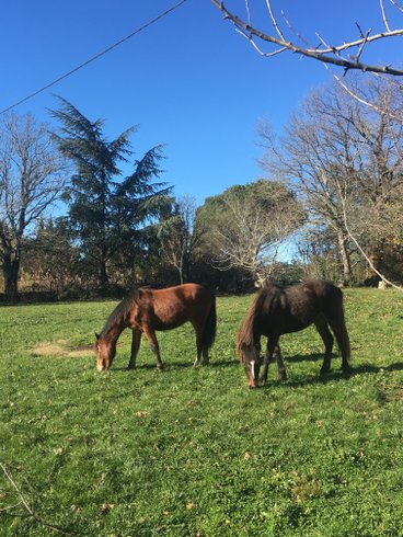 Hébergement AbracadaRoom : La Roulotte de Campras - Image 25