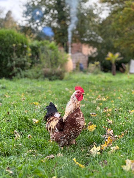Domaine AbracadaRoom : Au Vieux Moulin - Image 4