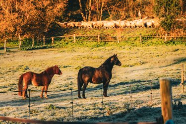 Homnest - Confins des Domes - Volvic & Vulcania à Charbonnières-Les-Vieilles (4)