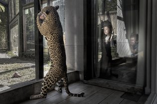 Lodge Jaguars & Spa & Dîner - Accès au zoo