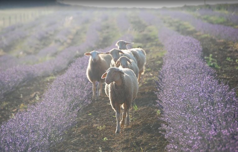 Domaine AbracadaRoom : La Ferme du Hitton Gers - Un Lit au Pré ( à supprimer) - Image 2