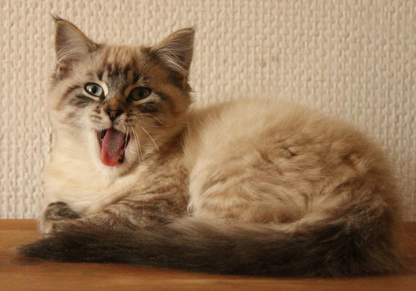 Domaine AbracadaRoom : La Maison du Bonheur - Image 16