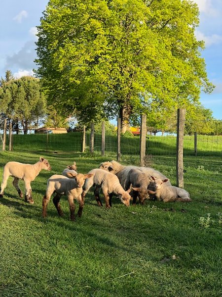 Domaine AbracadaRoom : Domaine de la Roche Bellin - Image 15