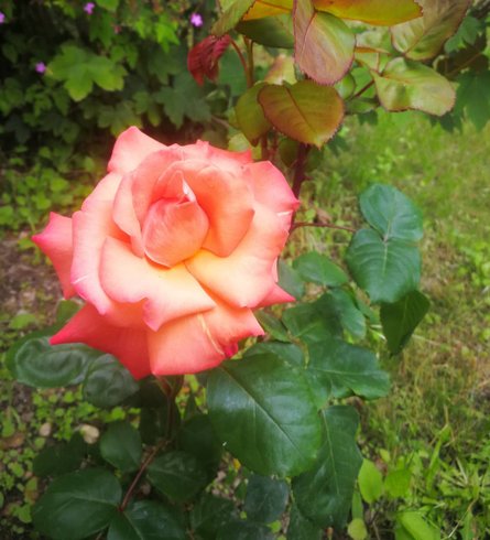 Domaine AbracadaRoom : Les Gîtes de Pique les Muses - Image 5