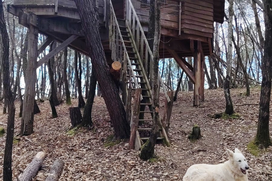 Cabane Murmure de Feuilles – Une parenthèse suspendue au cœur de la nature — photo 2