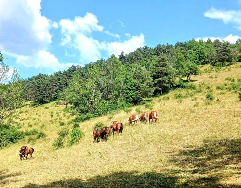 Domaine AbracadaRoom : Woody Ranch, séjour western dans le Vercors - Image 4