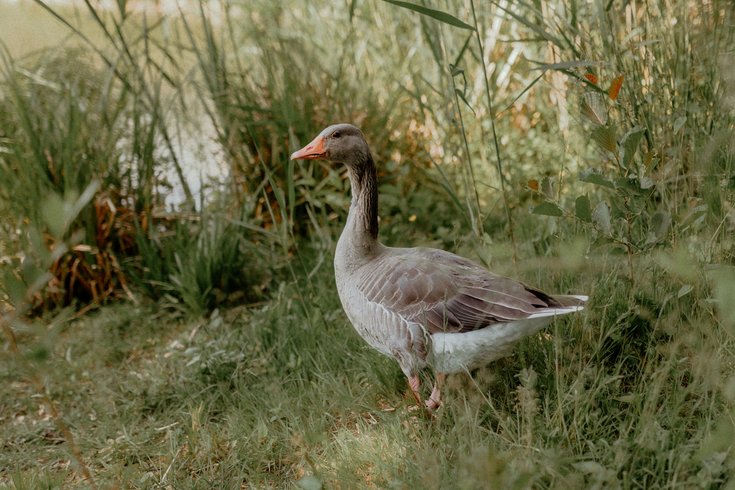 Domaine AbracadaRoom : Domaine de Neuville - Cabanes sur l'eau d'exception - Image 16