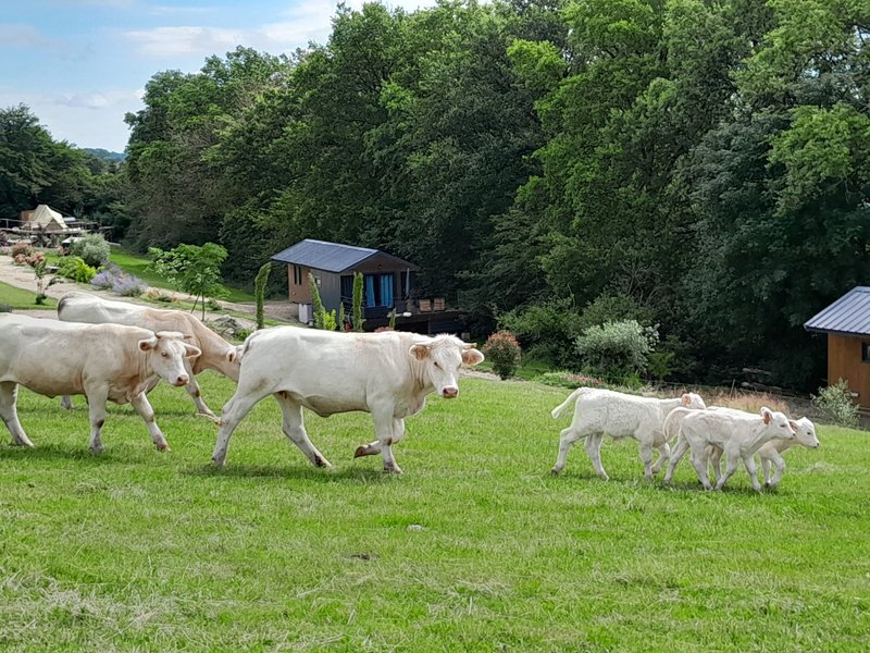 Domaine AbracadaRoom : Le monde d'Echozellia - Image 1