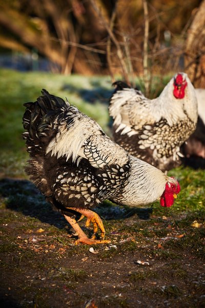 Hébergement AbracadaRoom : LE REFUGE - Image 12