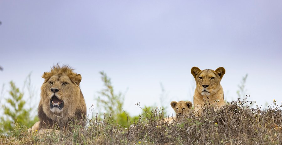 Domaine AbracadaRoom : BIOPARC HEBERGEMENT - Image 1