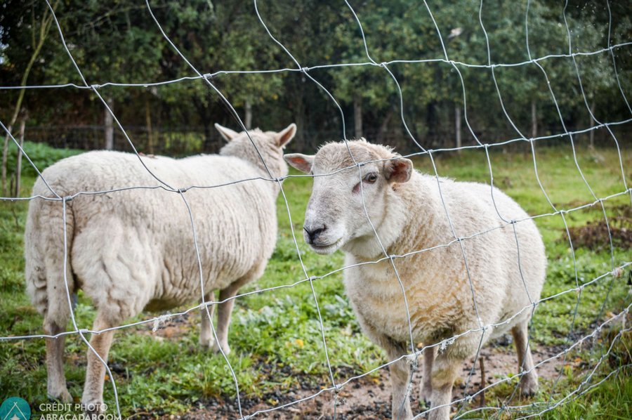 Domaine AbracadaRoom : Village Toue des Demoiselles - Image 24