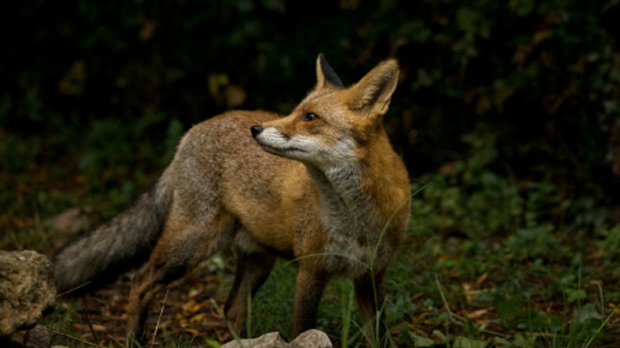 Hébergement AbracadaRoom : Le Truck-Lodge le UNIC OM - Image 3