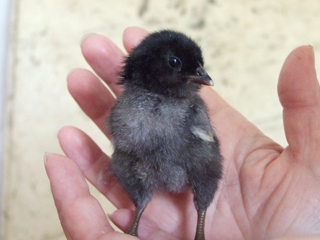 Hébergement AbracadaRoom : Le Tonneau du Nid'Oiselet - au coeur d'une ferme en Provence - Image 13
