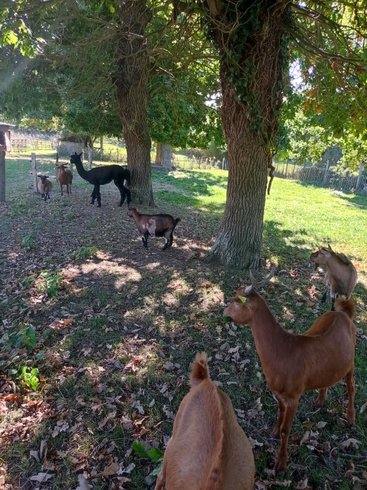Hébergement AbracadaRoom : Cabane perchée Le Lovelit - Image 8