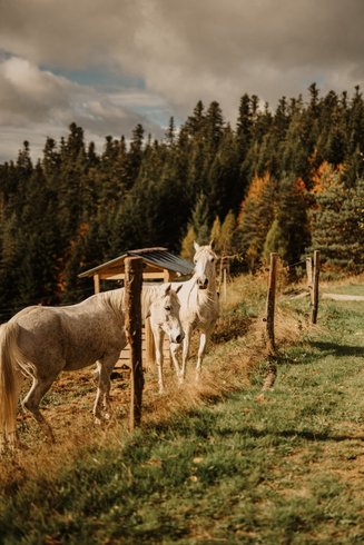 Hébergement AbracadaRoom : Homnest - L'Instant Sauvage - Vue Cimes & Forêt - Image 55