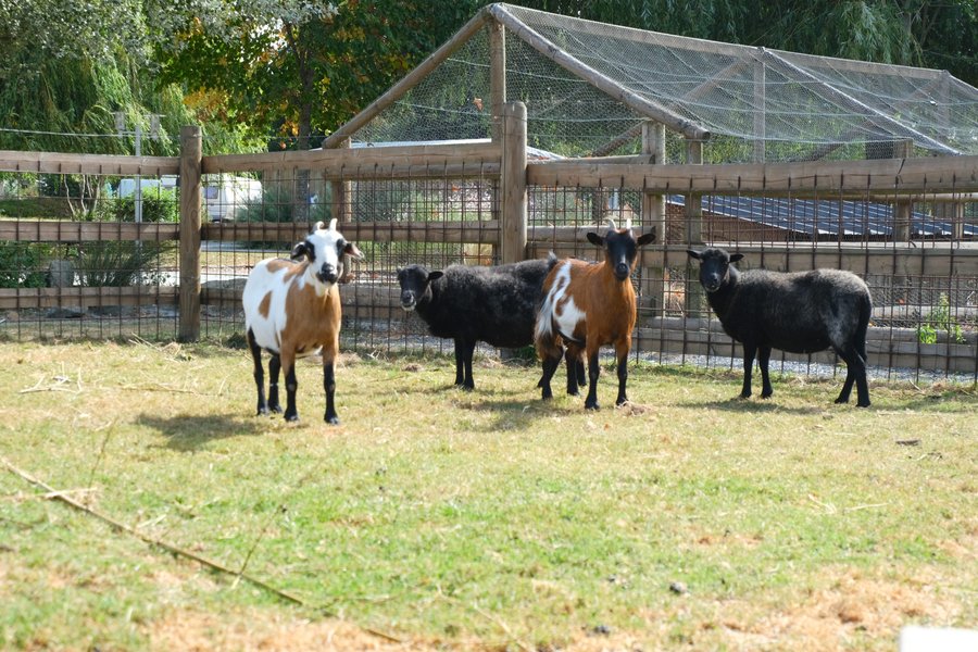 Domaine AbracadaRoom : Seasonova Camping Vittel - Image 5