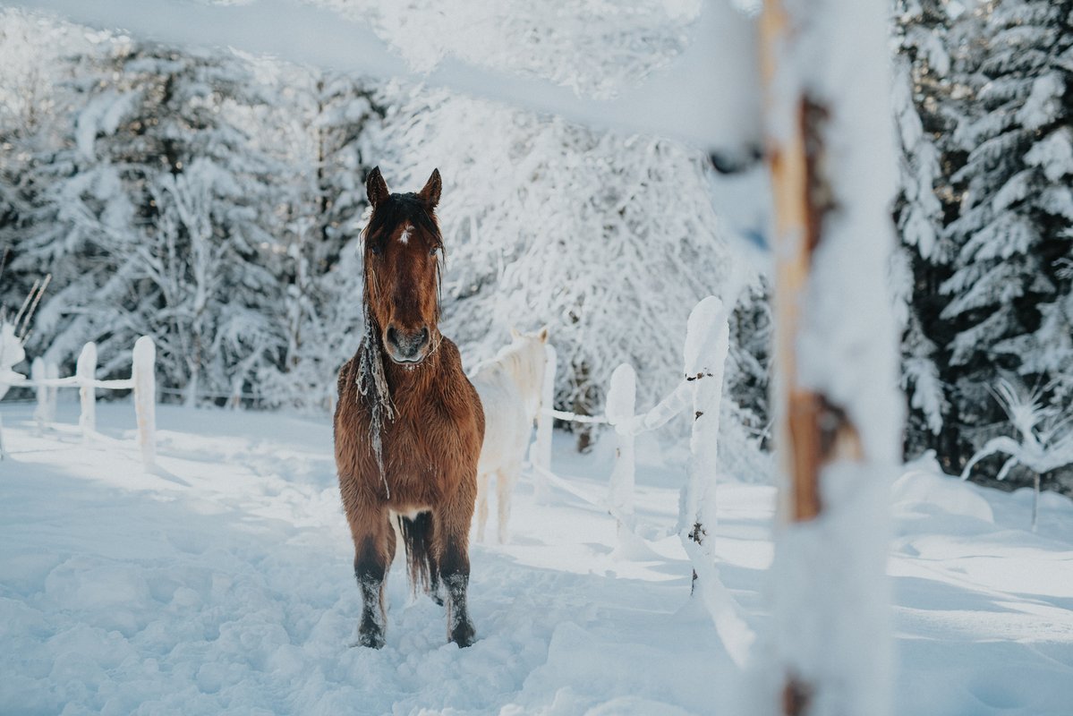 Homnest - L'Instant Sauvage - Vue Cimes & Forêt à Riotord (52)