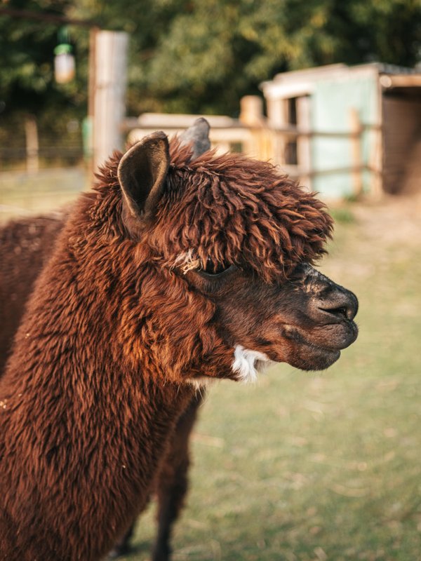 Les alpagas du clos à La Cerlangue (6)