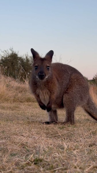 Domaine AbracadaRoom : Wallaby de Bennett'on - Image 17