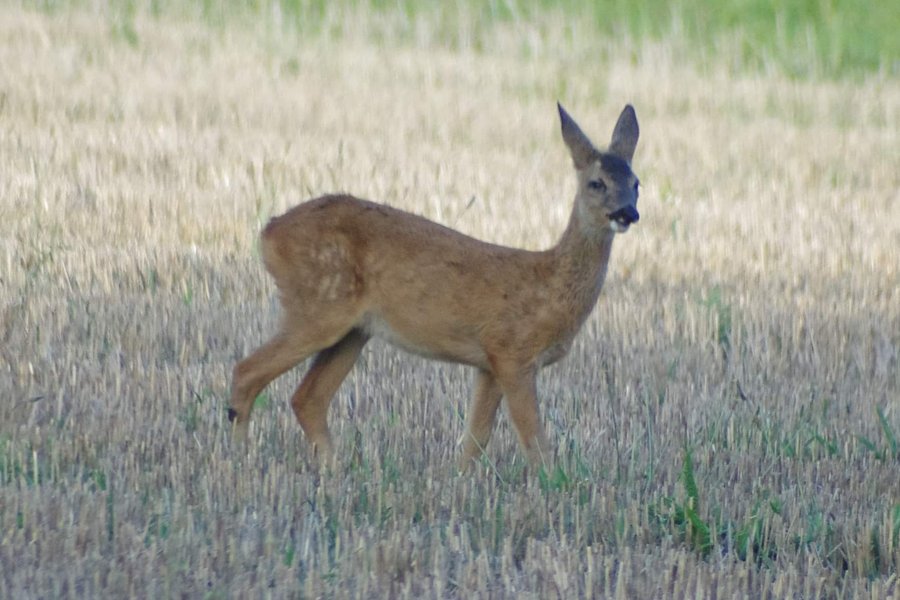 Domaine AbracadaRoom : Glamping La Fraventure - Image 36