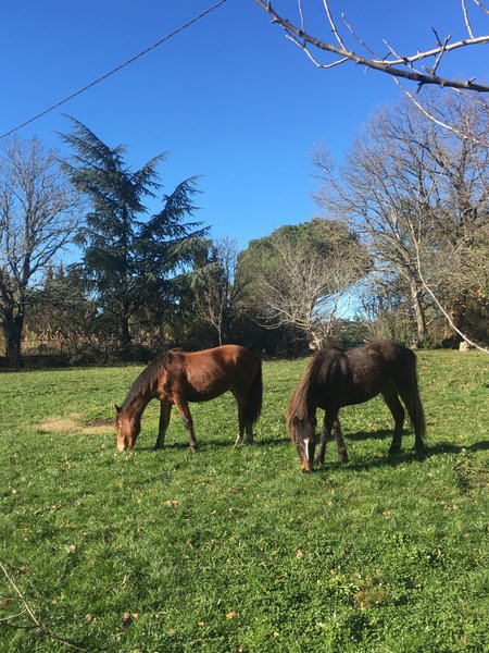 Hébergement AbracadaRoom : La Roulotte de Campras - Image 25