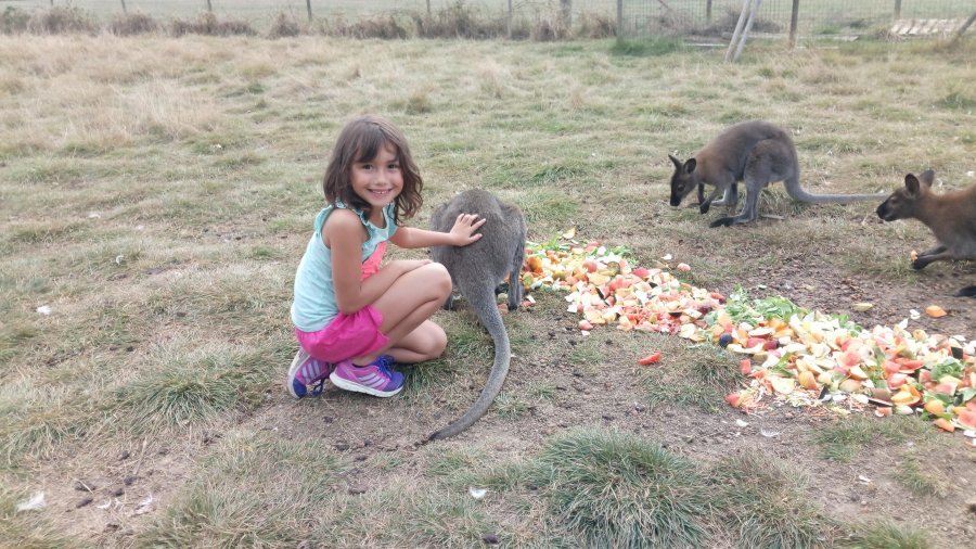 Hébergement AbracadaRoom : Hutte au milieu des wallabies n°2 - Image 5