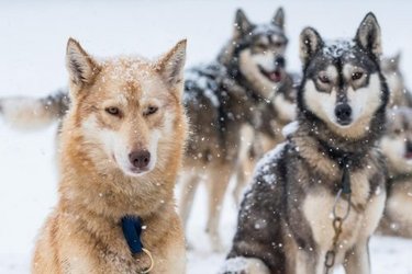 Kota 1 Hossa - Séjour trappeur auprès de chiens de traineau à Vassieux-En-Vercors (4)
