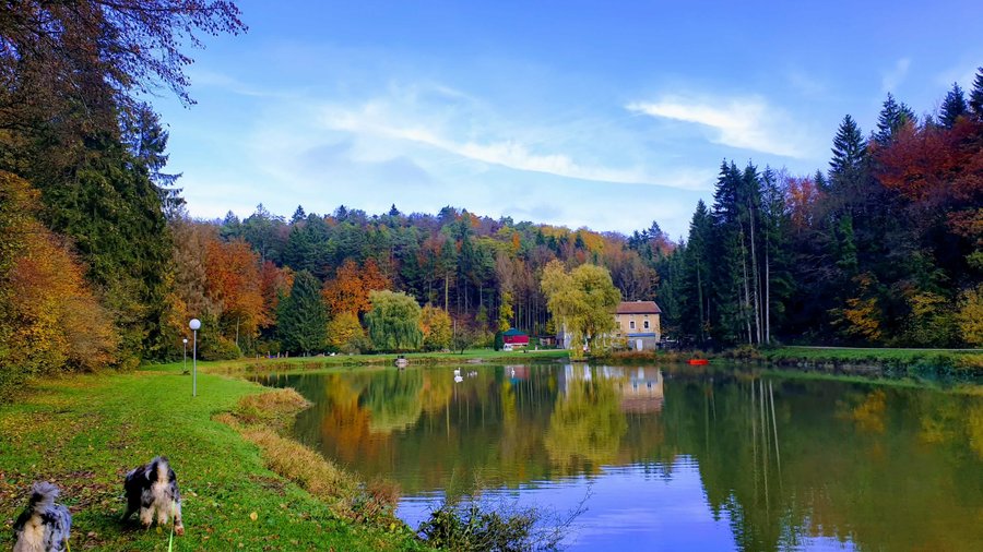 Domaine AbracadaRoom : Foxy Camp - Image 1