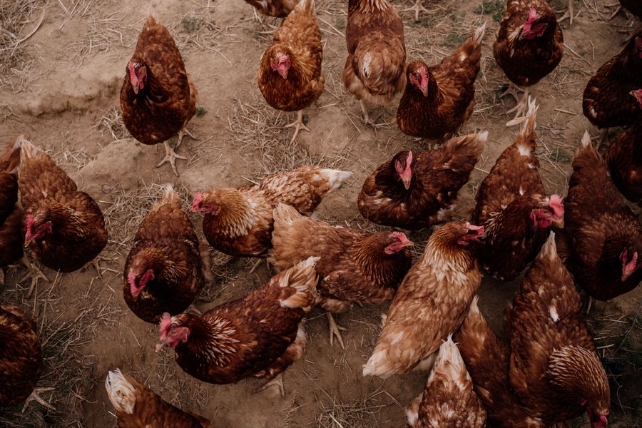 Domaine AbracadaRoom : Un Lit au Pré - Ô Manoir de Glam's - Image 10