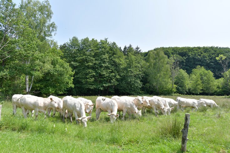 Hébergement AbracadaRoom : Le lodge de la Chouette - Image 14