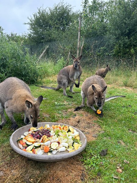 Domaine AbracadaRoom : Wallaby de Bennett'on - Image 10