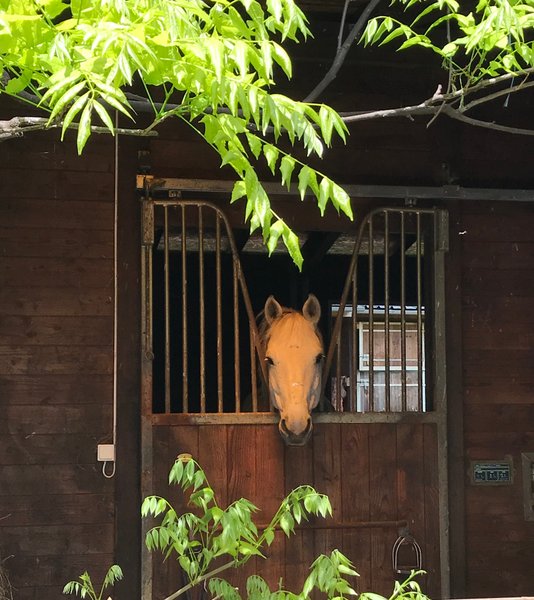 Hébergement AbracadaRoom : Chalet au bord de l’eau et des chevaux - Image 13
