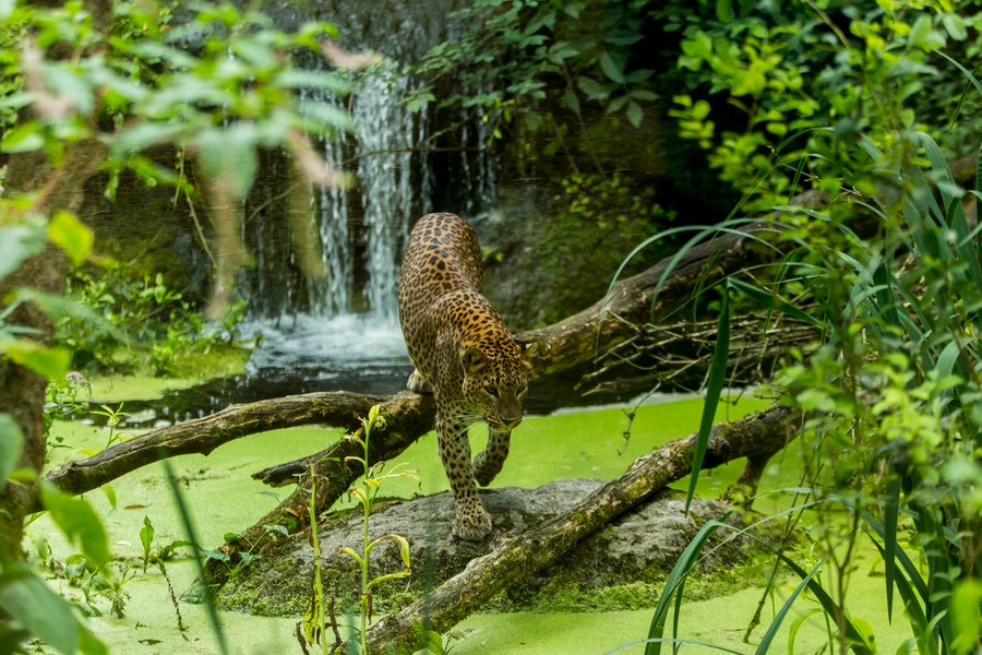 Domaine AbracadaRoom : BIOPARC HEBERGEMENT - Image 15