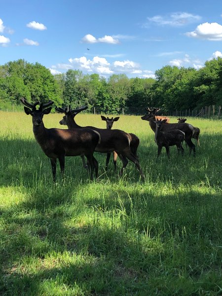Hébergement AbracadaRoom : Tente sur pilotis des Souciers - Image 14