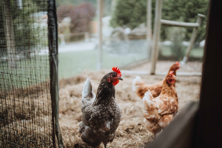 Hébergement AbracadaRoom : Chalet Trappeur & SPA - Image 44