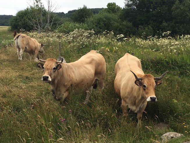 Hébergement AbracadaRoom : Yourte Vaulion - Image 9