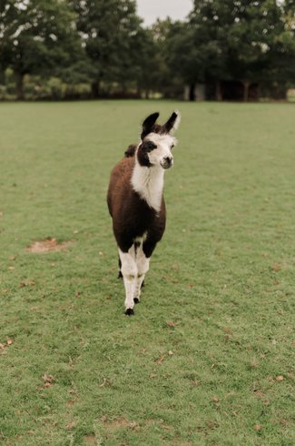 Hébergement AbracadaRoom : La Roulotte Kanavu au milieu des animaux - Image 12