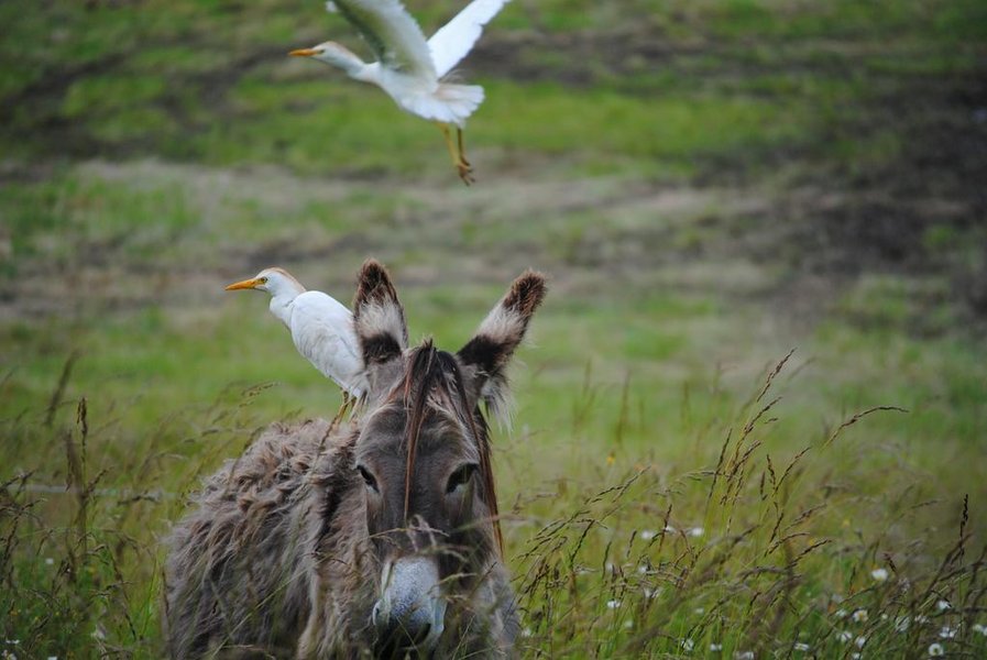 Domaine AbracadaRoom : Ânes du Cos - Image 5