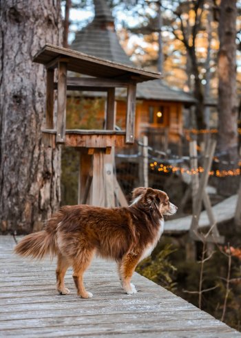 Hébergement AbracadaRoom : Aristoloche & Spa - Image 16