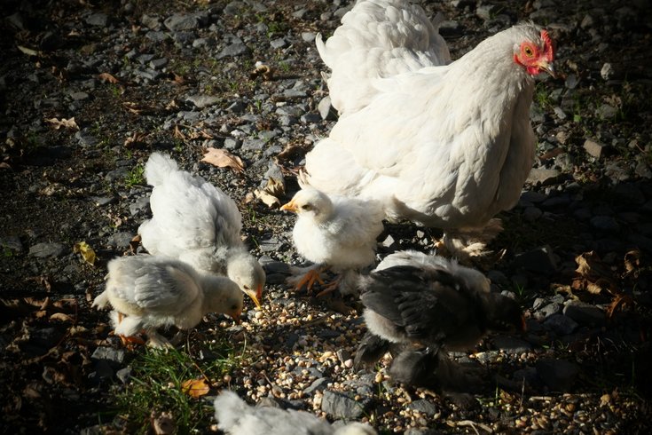 Hébergement AbracadaRoom : Tente cabane "Shouca" - Image 12