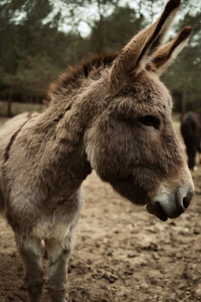 Hébergement AbracadaRoom : Parcel Tiny House - au coeur de la Provence proche Marseille - Image 8