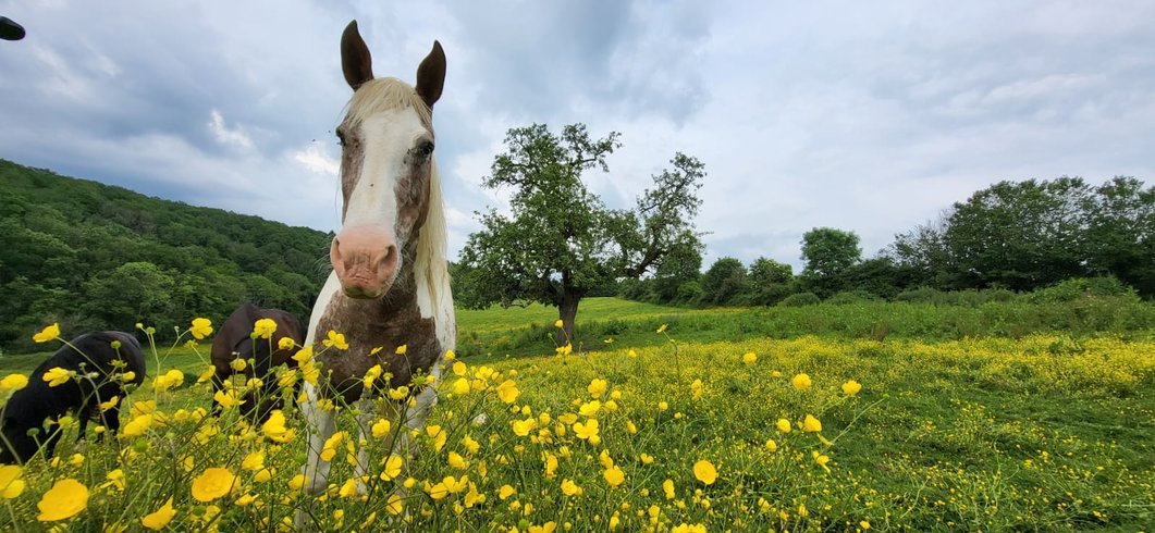 Hébergement AbracadaRoom : La Roulotte de Jane - Image 19