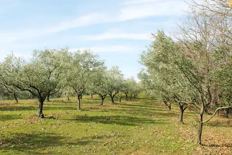 Domaine AbracadaRoom : La ferme Blandine agriculture biologique - Image 24