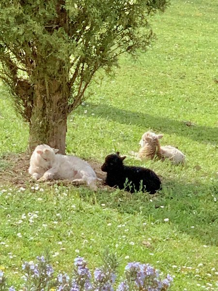 Domaine AbracadaRoom : Domaine Jean-Got - Image 22