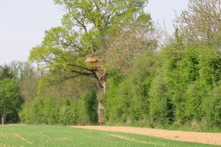 Cabane dans les arbres Orne