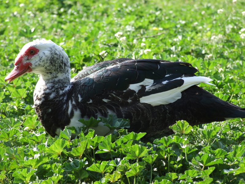 Domaine AbracadaRoom : Nid'Oiselet - Image 16